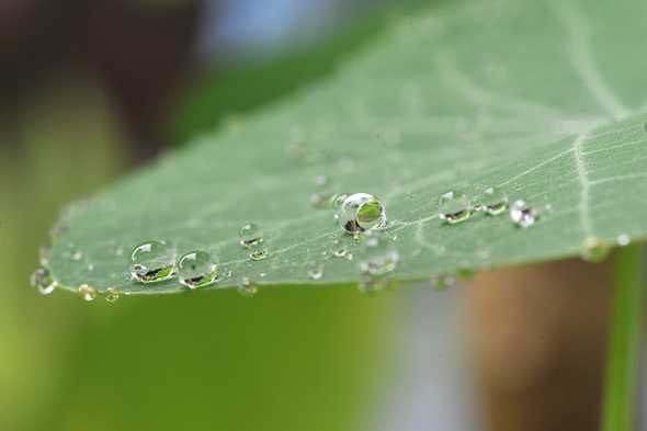 Photo depicting the Lotus effect on nasturtium